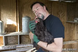 蛋鸡卵黄性腹膜炎不可怕！养鸡人掌握以下4点，轻松防治图片