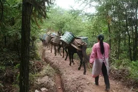 直击：深山密林里的80后“跑马帮”夫妻，月入五万直言短命十年图片