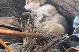 柯基化身“挖土基”，然而挖到一半直接睡着，让人误以为它出事了图片