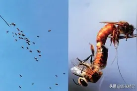 蜂王为什么要在空中交尾？那也是造物主的绝妙安排图片