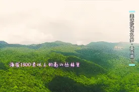干了这碗“干劲汤”，上山采方竹笋不费劲！“笋中之王”花样吃法都在这儿→图片