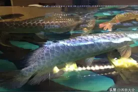 马来西亚买龙鱼，直接去池塘捞，鱼友们，看看我选的怎么样？图片
