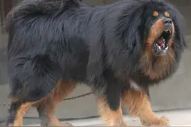 狗百科之藏獒图片