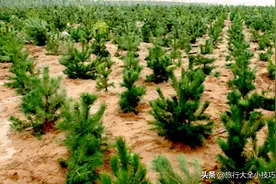 1.3亿公顷沙漠变绿洲，中国治沙技术引世界轰动，多国求合作图片