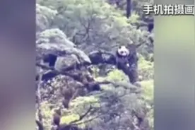 又见野生大熊猫！“国宝”上树憨态可掬 行动敏捷图片