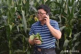 玉米是稀植高产，还是密植高产？农业专家告诉你如何种植玉米图片