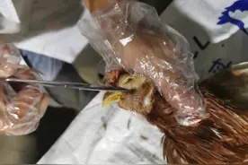 传染性鼻炎，你得重视图片