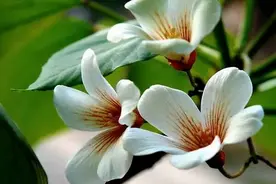 桐籽花开淡淡香图片