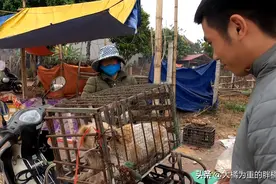 10岁老狗被家人卖掉，主人去世不久，忠诚没换来认同，没人情味图片