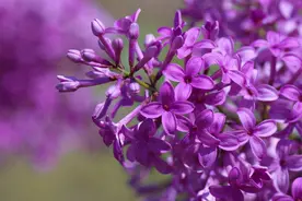 送你5朵小花花，平平无奇本领大！图片