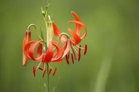 一首洗脑神曲《火红的萨日朗》，唱红了这种草原上最美的花图片