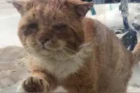 冰天雪地里，一只可怜的老猫敲了人类的家门，它的命运终于改变图片