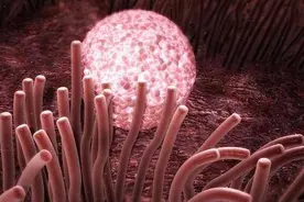 怀孕两个星期，做了胸透宝宝能不能要？医生：避开这个关键期图片