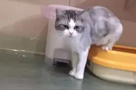 偷看了100只猫咪上厕所后，我被这些迷惑姿势骚断了腿图片