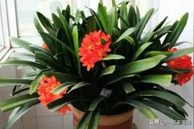 这种不起眼的小东西，垫一些在花盆底，养花10年不烂根图片