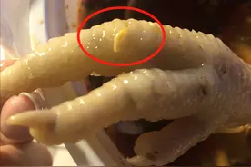 网爆乐山网红小吃某凤爪店吃出蛆图片