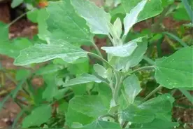 农村俗称的“灰菜”是一种怎样的植物图片