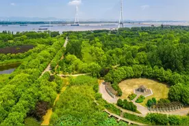 春风一吹，长江南京段三桥湿地公园“绿”了图片