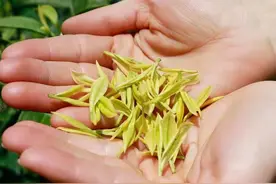 黄金芽是什么茶？为什么受礼品茶市场欢迎？图片