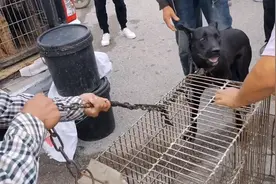 河南：一千多不卖五百卖？不愿进狗笼的狗狗，在铁夹下上了狗肉车图片