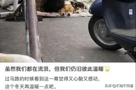 我是流浪汉，但我的狗不是流浪狗图片