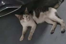流浪猫追着我跑了很远很远，还摔倒在我面前…图片