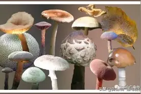 又见毒蘑菇中毒！路边的野蘑菇请不要采图片