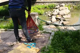 何家沟景美水清鱼多，一市民拿特制大网捞鱼，捞出许多小鱼崽图片