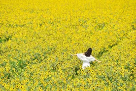 【大美广东】佛山三水向日葵花海惊艳绽放图片