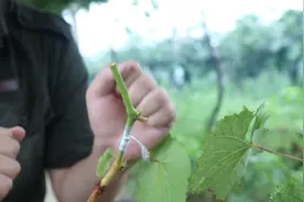 葡萄硬枝嫁接育苗不会做？看看这个就懂了图片