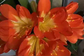 君子兰长势旺就是不开花怎么回事？君子兰有公母？图片