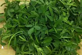 5月的农村到处都是苜蓿菜，这样做，活血养血，疏通血管图片