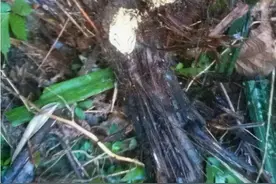 大叔捡1“蛇纹木”种地里，众人皆笑愚蠢，殊不知竟是珍贵龙骨风图片