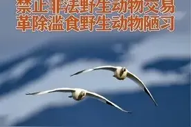 江西新规：非法食用野生动物最高罚2万元图片