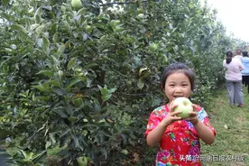 滑县：富硒苹果成了“致富果”，王庄镇龙村50亩苹果树取得30万斤的收成，预计利润50余万元图片