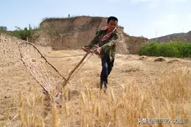 陕西农民用古代“收割机”割麦子，效率是镰刀10倍，看看啥样图片
