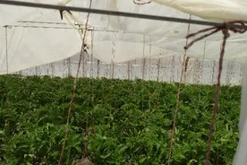 冷棚｜早春茬西红柿套种秋茬黄瓜，初冬赶种叶类菜，一间棚出三茬图片