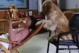 美女送了老妈一只金毛，半年后再见，看呆了图片