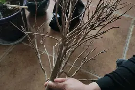 茶花掉叶“光溜溜”？剪一刀发现生机，4招就能“救”回来图片