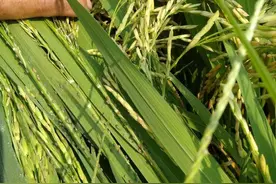 水稻后期稻飞虱严重，记住几个小配方，控制基数，飞虱边打边落图片