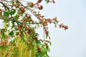 佛山南丹山冬青如红豆，入骨相思谁人知图片
