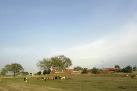 牛，南苏丹丁卡  努尔族人的财富图片