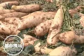 心疼！网上一句“这里的萝卜可以免费拔！”，种植户20万元没了图片