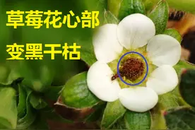 阳台草莓，花变黑干枯是咋回事？做好两点，果实累累有保障图片