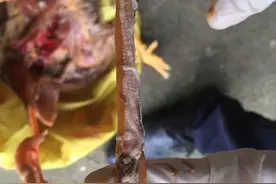 一例鸡绦虫病的治疗方案图片