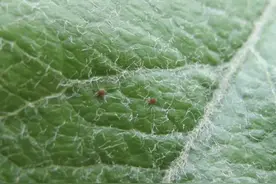 苹果病虫害梳理——虫害篇图片