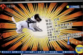 超小号汪汪队长！搜爆、查缉无所不能！神勇功勋犬是这样炼成的……图片