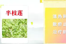 大医本草堂：专家用实例讲解，运用鲜中药治肿瘤，半枝莲有大用视频封面