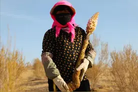 沙漠植物药效堪比人参却濒临灭绝，如今仿野生种植让“沙漠人参”成就健康富民路图片