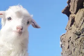 小羊羔有点不愿意图片